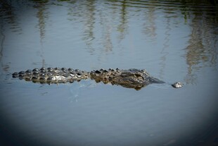 水中鳄鱼
