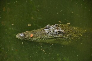 水中鳄鱼头部特写