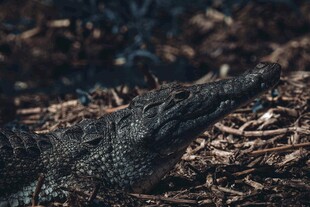 野外栖息的鳄鱼