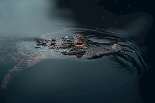 水中鳄鱼露出头部