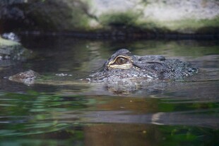 水中鳄鱼露头