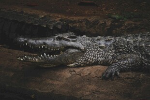 张着大嘴的凶猛鳄鱼