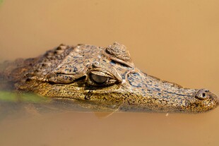 水中的鳄鱼头部特写