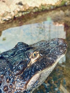 鳄鱼特写眼部细节清晰