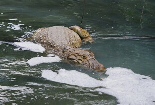 鳄鱼水中捕食场景