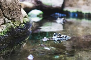 水中乌龟特写