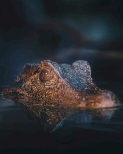 梦幻光影下的奇特物体