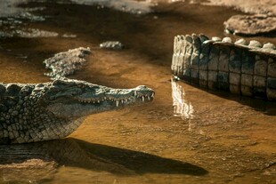 水中对峙的两只鳄鱼