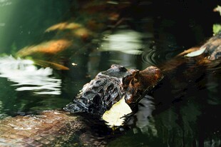 溪边休憩的野生动物