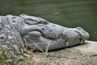 岸边休憩的鳄鱼