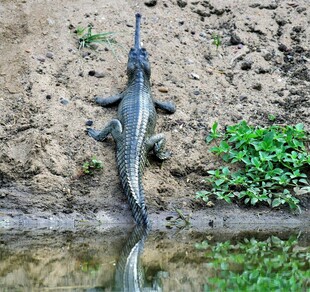 岸边的鳄鱼及其水中倒影