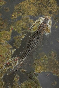 水中鳄鱼尽显野性魅力