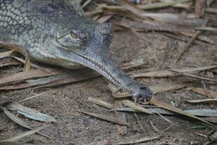 鳄鱼特写嘴部细节清晰