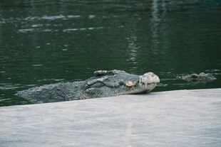 水中鳄鱼露出头部