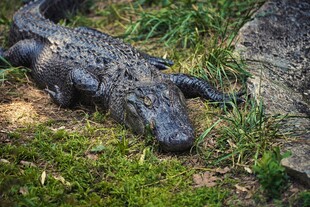 草地上休憩的鳄鱼