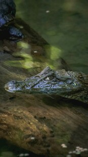 水中休憩的鳄鱼