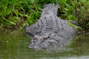 水中鳄鱼头部特写