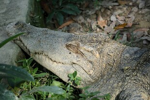 草丛中的鳄鱼头部特写