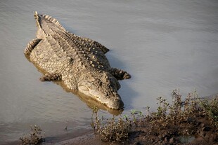 水中鳄鱼尽显野性之态