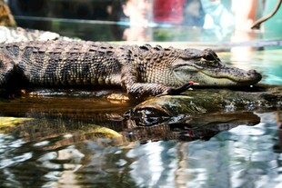水中休憩的鳄鱼