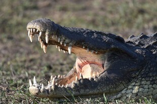 张嘴咆哮的凶猛鳄鱼