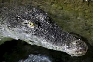 鳄鱼特写