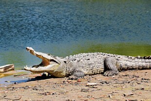 岸边张嘴休憩的大鳄鱼