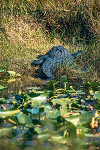 池塘边的鳄鱼与水生植物
