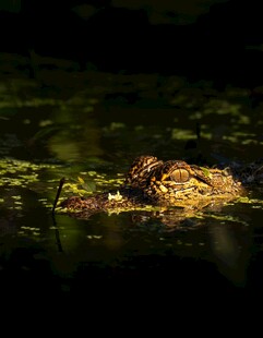 水中栖息的神秘野生动物