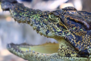 张嘴的鳄鱼特写
