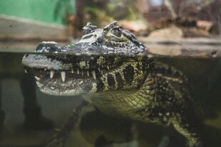 水中鳄鱼特写