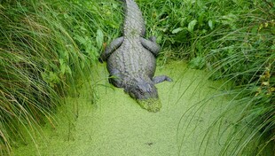 鳄鱼静卧于绿色水域中