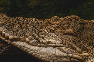 鳄鱼特写