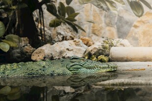 池塘边的绿植与野生动物