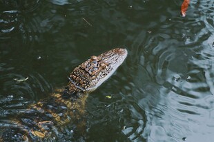 水中鳄鱼特写