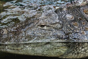鳄鱼粗糙皮肤特写