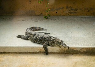 岸边休憩的鳄鱼
