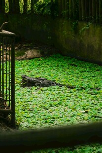 池塘中鳄鱼静卧绿植间