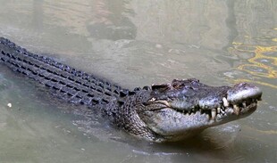 水中的鳄鱼