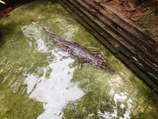 水中的鳄鱼