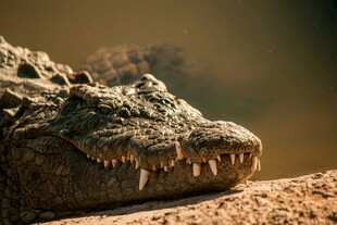 鳄鱼特写尽显凶猛本色