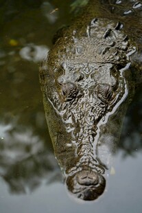 水中鳄鱼特写