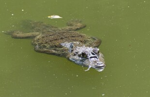 水中鳄鱼露头