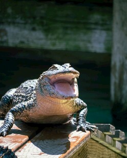 张嘴的鳄鱼