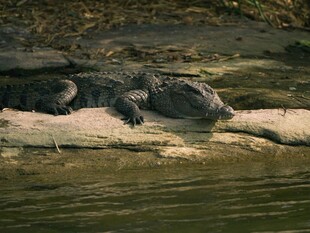 岸边休憩的鳄鱼