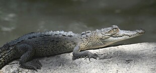 岸边休憩的鳄鱼