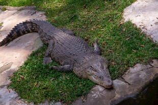 草地上休憩的鳄鱼