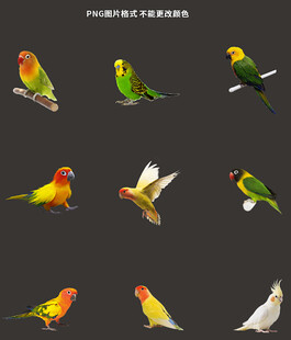 鹦鹉素材