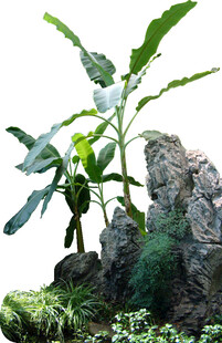 室内绿植与假山景观