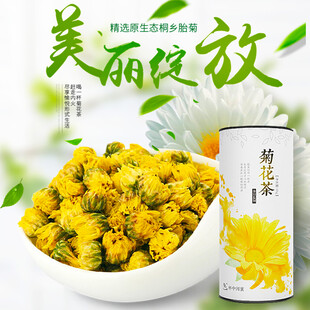 美丽绽放的杭白菊